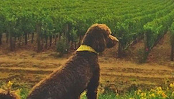 Pic of the Litter: Bordeaux